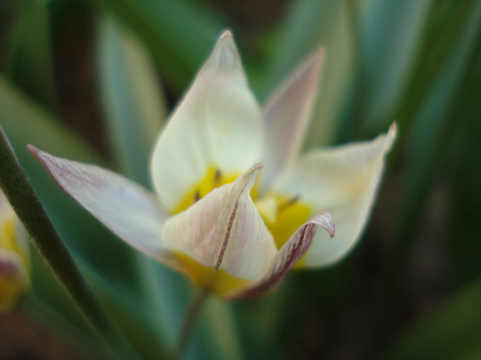 Tulipa Turkestanica (2011, April 17)