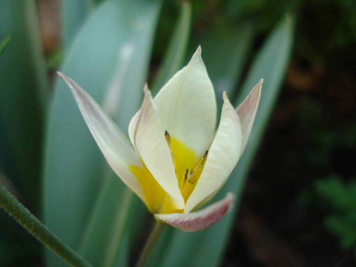 Tulipa Turkestanica (2011, April 17)