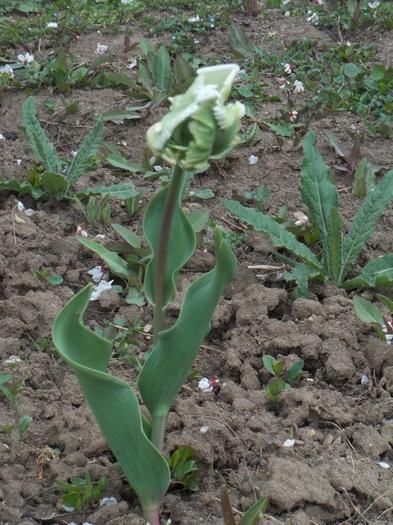 Lalea papagal Super Parrot