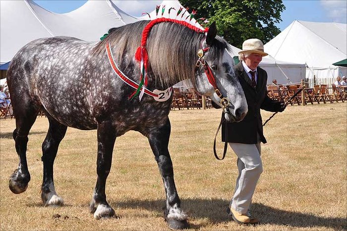 _48315732_heavy_horses_766 - concursuri cai polonia