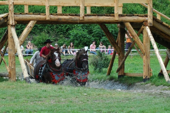 07 013 - concursuri cai polonia