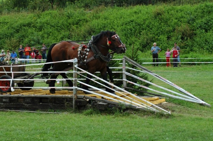 07 035 - concursuri cai polonia