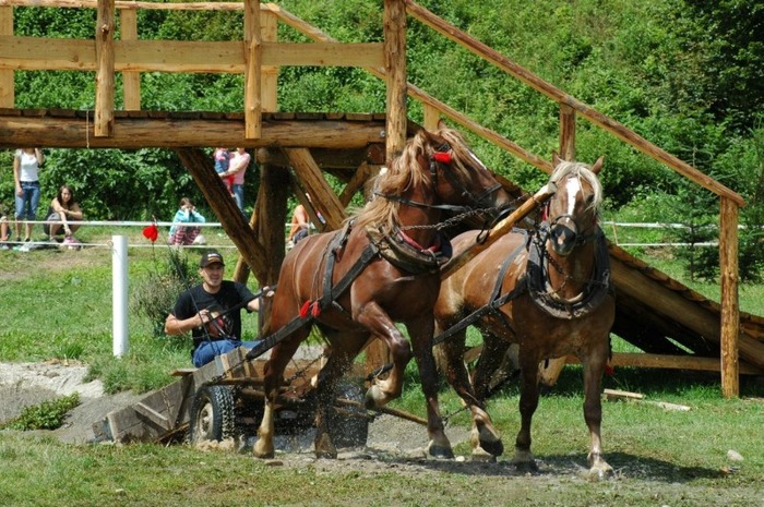 07 044 - concursuri cai polonia