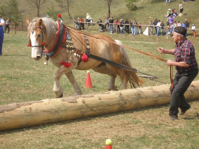 18 - concursuri cai polonia