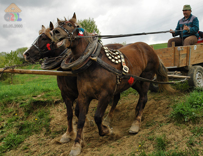 0503a0067 - concursuri cai polonia