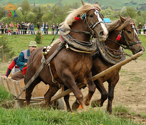 0503a0070 - concursuri cai polonia