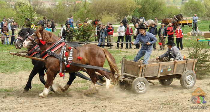 0503a0086 - concursuri cai polonia