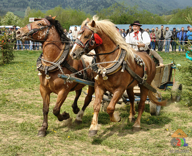0503a0092 - concursuri cai polonia