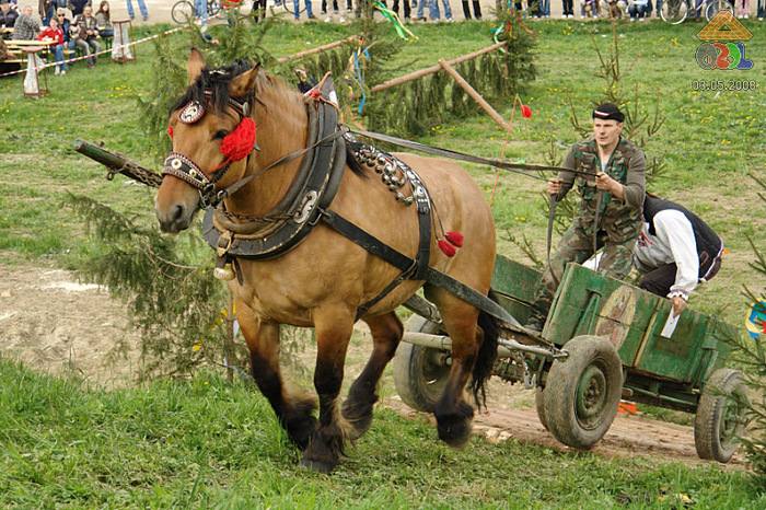 0503a0097 - concursuri cai polonia