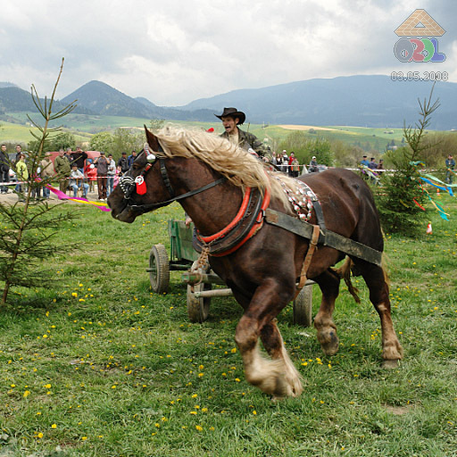 0503a0102 - concursuri cai polonia
