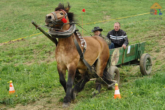 0503a0113 - concursuri cai polonia