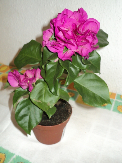 bougainvillea - Flori 2010