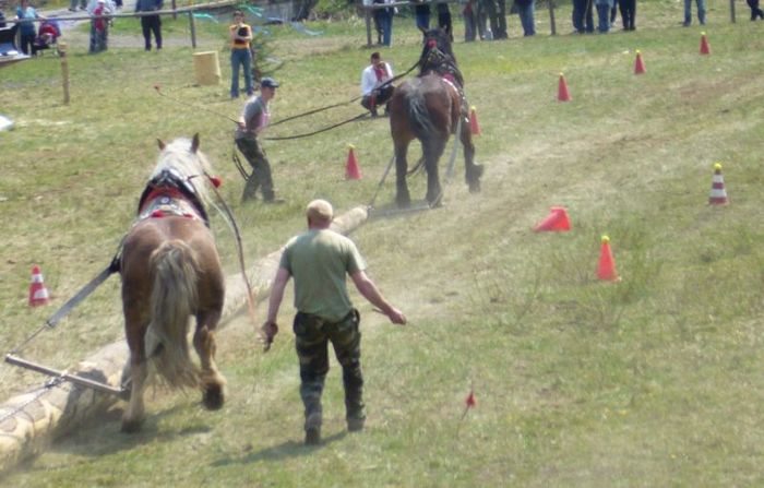 akcia - concursuri cai polonia