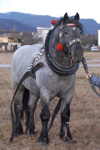 DSC_0004 - concursuri cai polonia