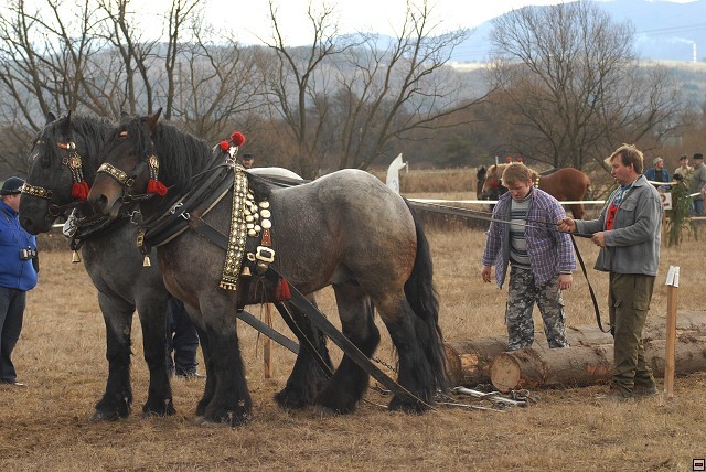DSC_0177 - concursuri cai polonia