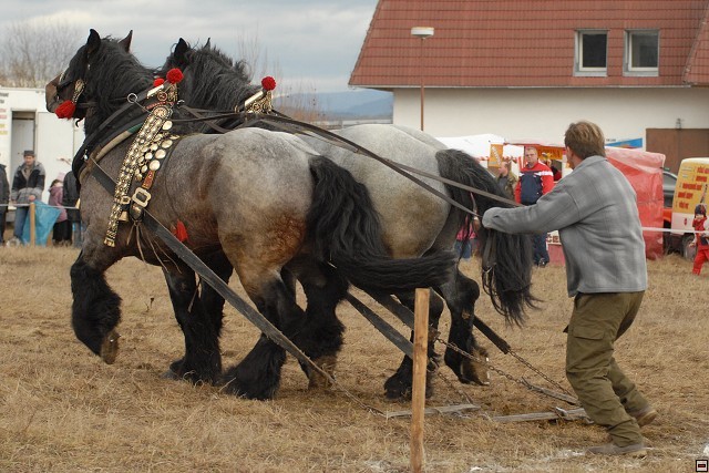 DSC_0183 - concursuri cai polonia