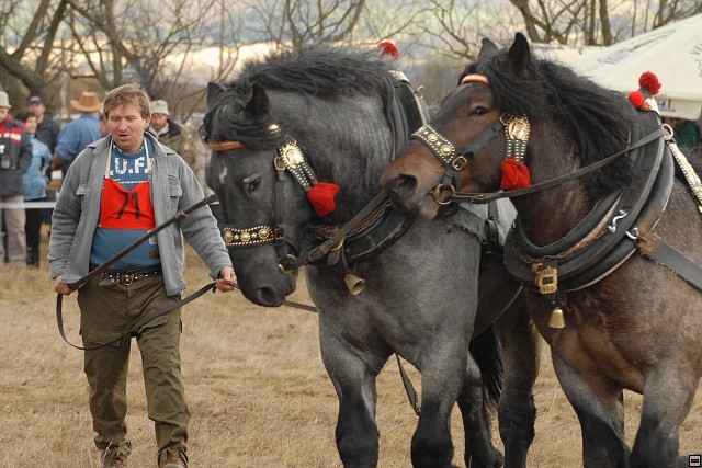 DSC_0188 - concursuri cai polonia