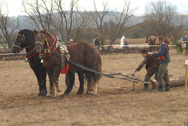 DSC_0192 - concursuri cai polonia