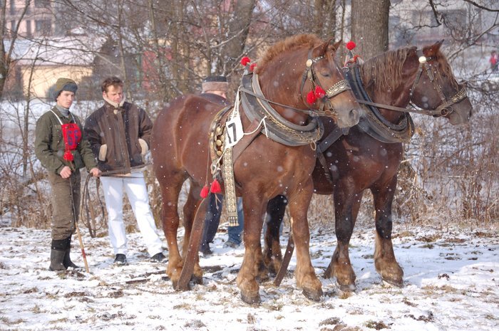 DSC_0829 - concursuri cai polonia