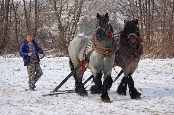 DSC_0833 - concursuri cai polonia
