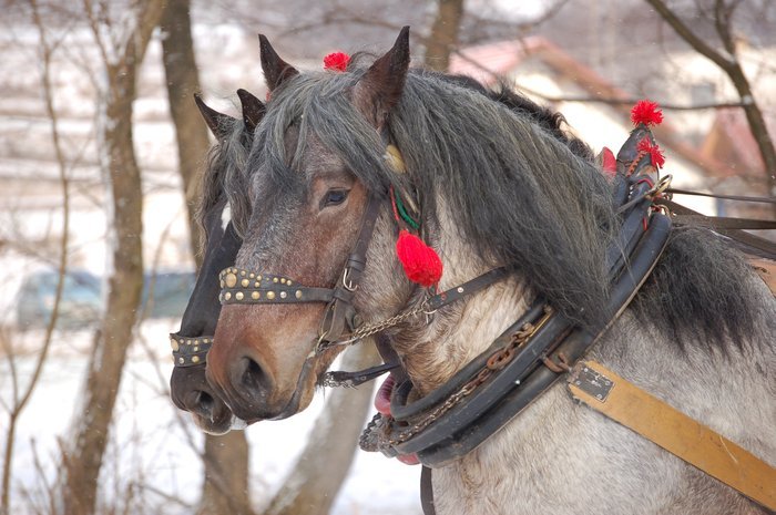 DSC_0846 - concursuri cai polonia