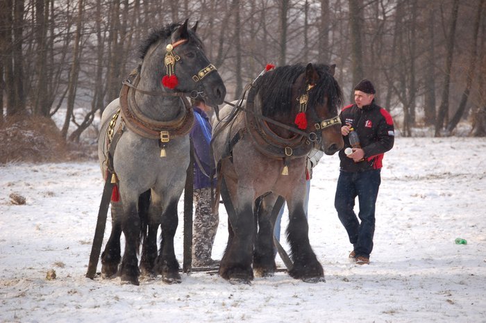 DSC_0851 - concursuri cai polonia