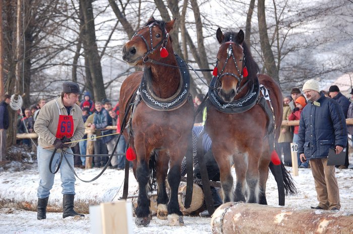 DSC_0877 - concursuri cai polonia