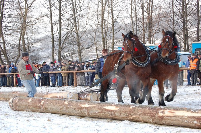 DSC_0878 - concursuri cai polonia