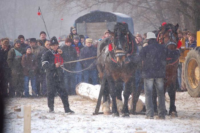 DSC_0888 - concursuri cai polonia