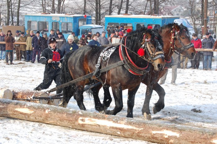 DSC_0891 - concursuri cai polonia