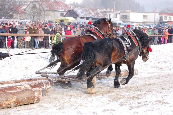 DSC_0893 - concursuri cai polonia