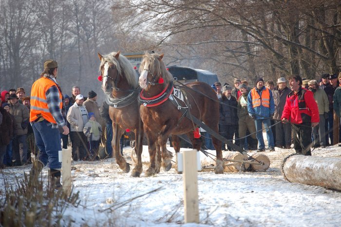 DSC_0904 - concursuri cai polonia
