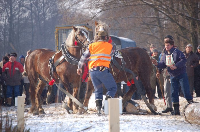 DSC_0905 - concursuri cai polonia