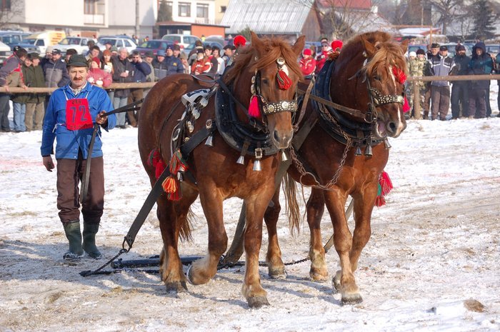 DSC_0924 - concursuri cai polonia