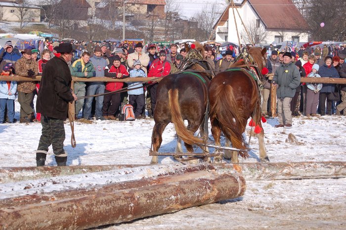 DSC_0938 - concursuri cai polonia