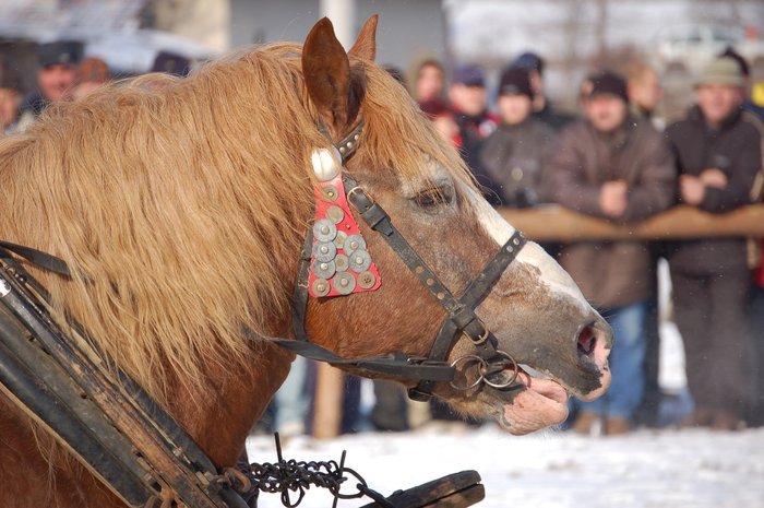DSC_0947 - concursuri cai polonia