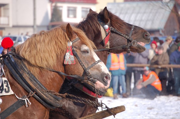DSC_0952 - concursuri cai polonia