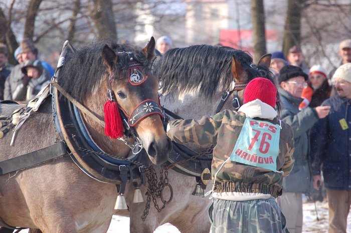 DSC_0960 - concursuri cai polonia