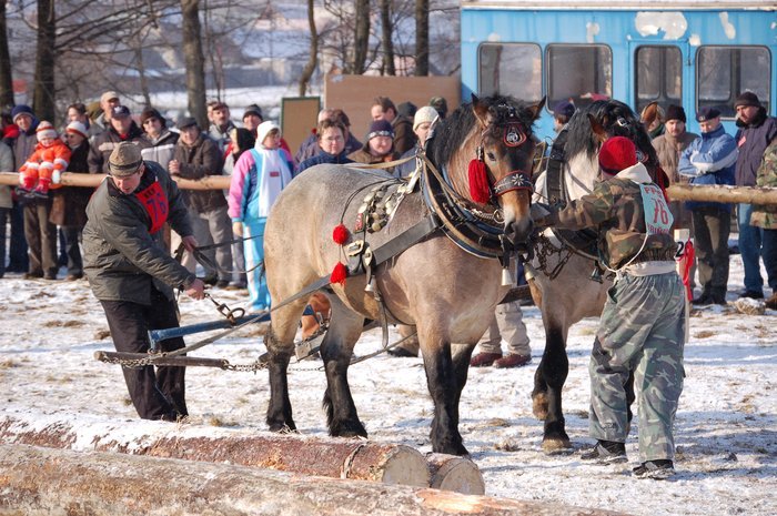 DSC_0962 - concursuri cai polonia