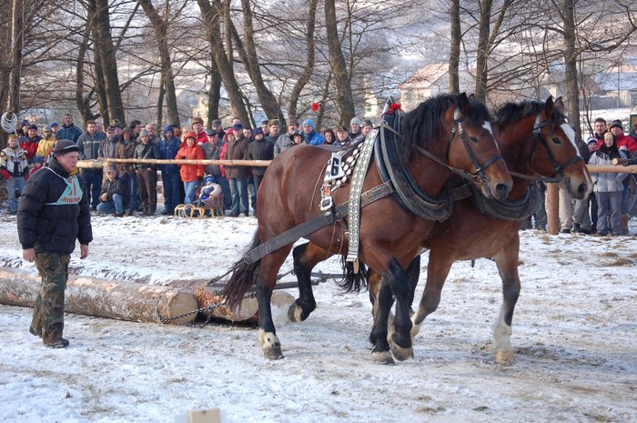 DSC_0973 - concursuri cai polonia