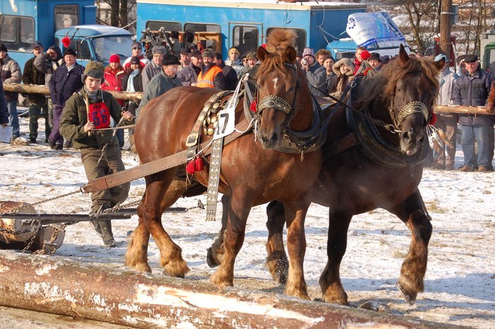 DSC_0983 - concursuri cai polonia
