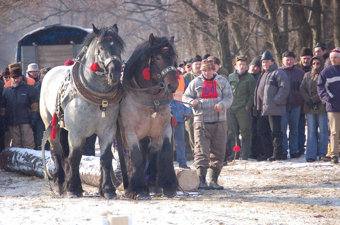 DSC_0991 - concursuri cai polonia