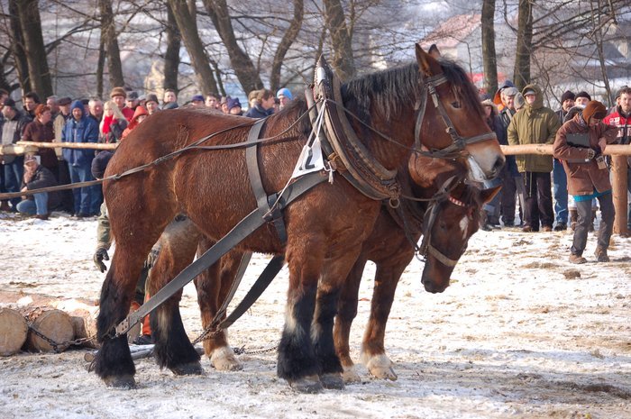 DSC_1003 - concursuri cai polonia