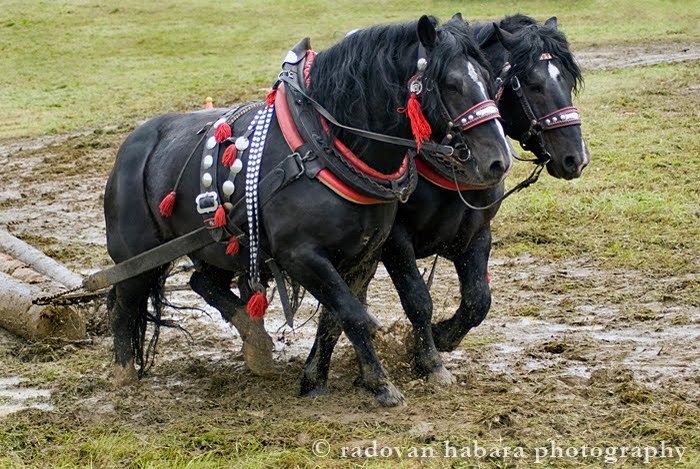 DSC_5967_s - concursuri cai polonia