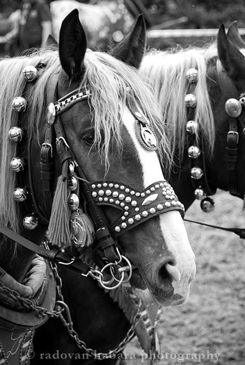 DSC_6003_s - concursuri cai polonia