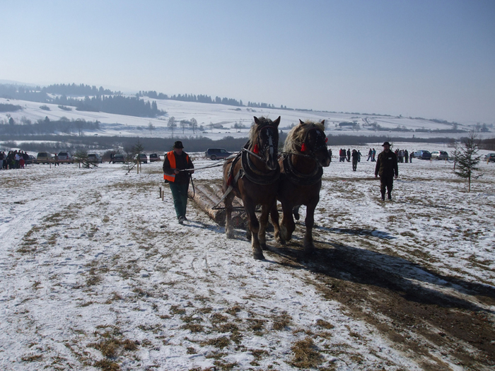 DSCF5851 - concursuri cai polonia