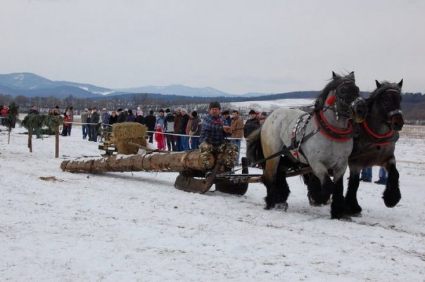 furm - concursuri cai polonia