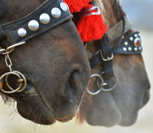 furmanske-preteky-sielnicka-podkova - concursuri cai polonia