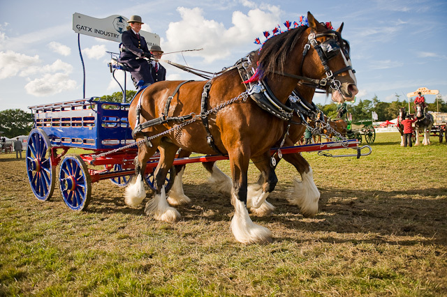 Heavy_Horses_in_the_East_Ring,_New_Forest_Show_2009_-_geograph.org.uk_-_1431516 - concursuri cai polonia