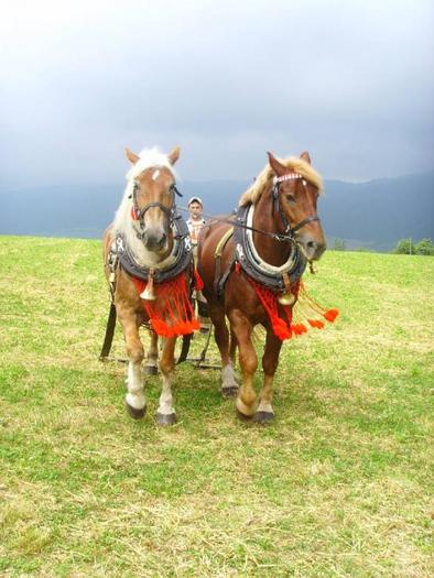 i_452591 - concursuri cai polonia